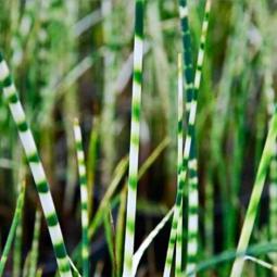 Камыш (scirpus lacustris tabernaemontani) "Zebrinus"